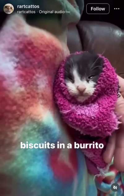 Illegal biscuits