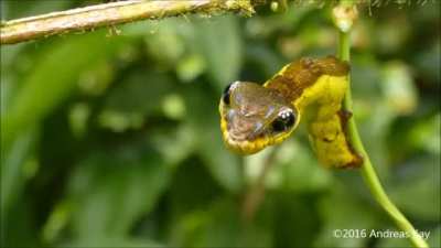 ? When threatened Some caterpillars expand their underside, mimicking a snake to deter predators .