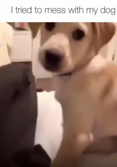 The dog had enough