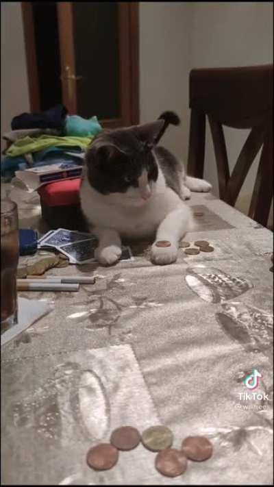 magic cat