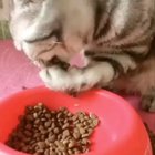 I could watch this little guy the entire day.