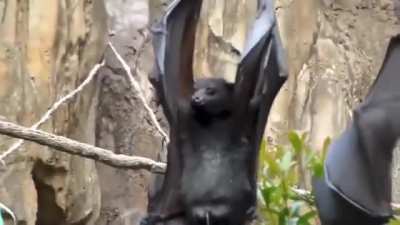 ? How upside-down hanging bats perform micturition.