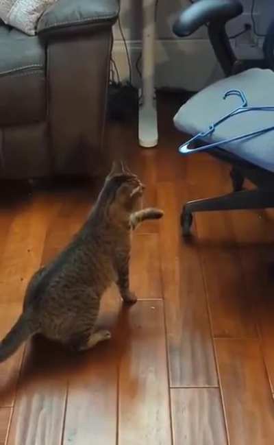 Cat vs. Hanger