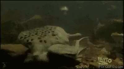 Suriname toad babies emerge from mom's pores