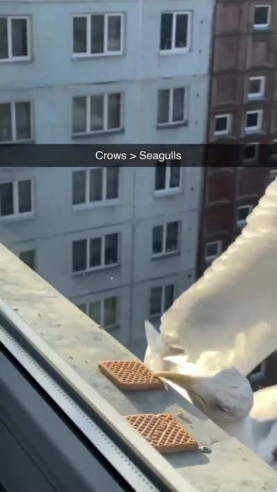 Seagulls being derps when they’re not being jerks