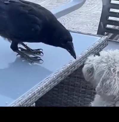 A crow, a cat and a dog walk into a bar…..