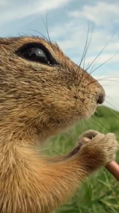 ?Praise the cameraman for this super close up shot of a squirrel eating