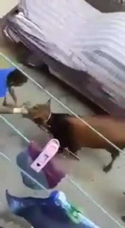 to harm an animal