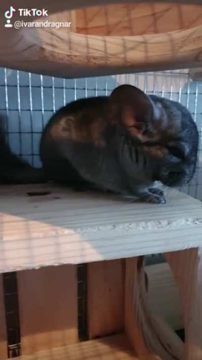Chinchillas!