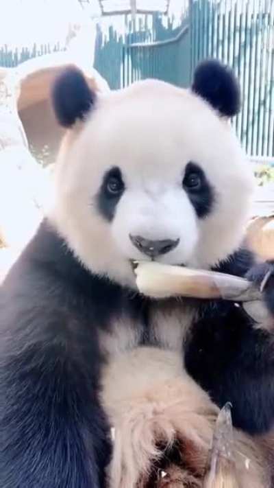 Oh you know just pandas being pandas ?