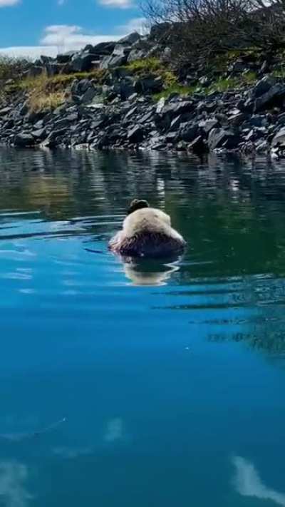 ? A Little otter getting caught having some alone time