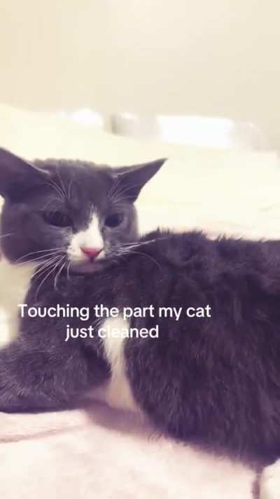 Touching the part my cat just cleaned ?