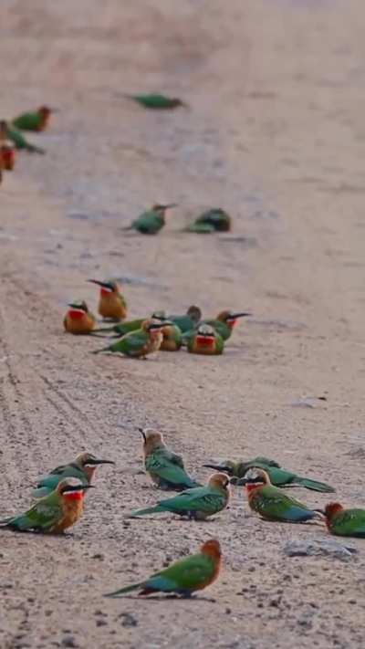 ? These White Fronted Bee Eater birds enjoying a late afternoon sand bath. (Sound on)