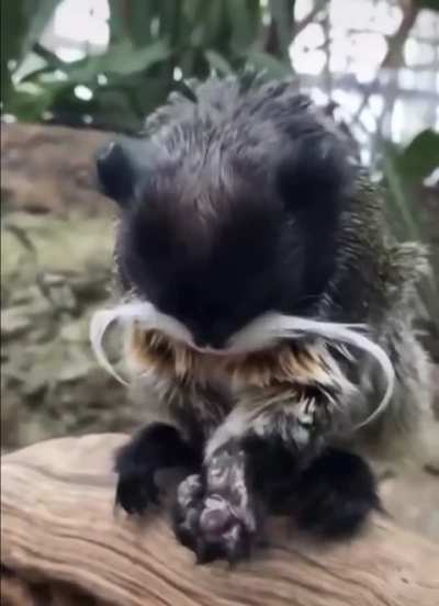 ? So small, but already with a mustache.The Imperial Tamarin.
