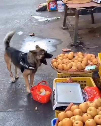 Service doggo makes a trip to the local market ?