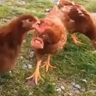 Talking chickens