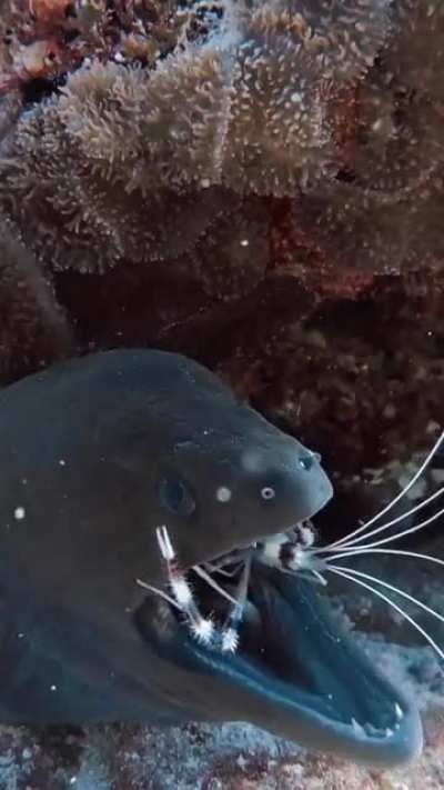 ?A Giant Moray (Gymnothorax javanicus) having its chompers inspected by a Coral Banded Shrimp (Stenopus hispidus)