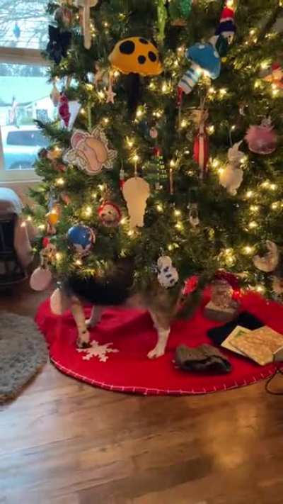 Tree Beagler.