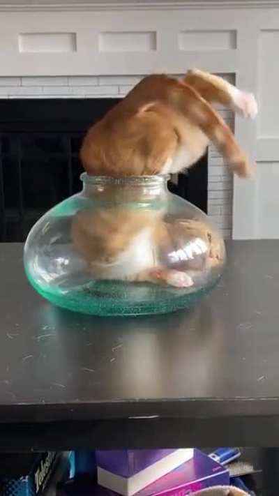 meet the Queen of "If it fits, I sits"