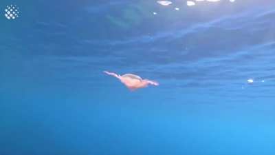 Jellyfish goes for a spin after wrapping itself around bubble ring