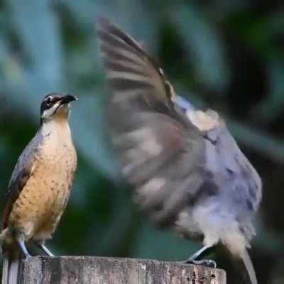 ? This male Victoria Rifle Bird (found in Queensland, Australia) trying to impress a female with his mating dance.