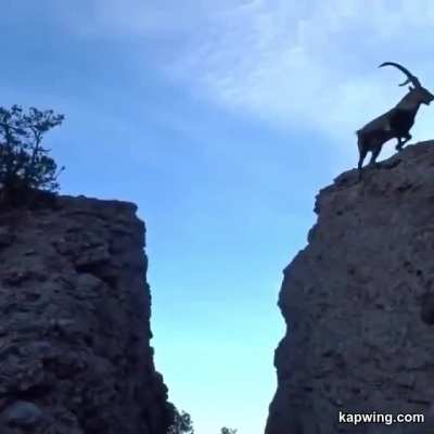 ? Family of Goats Jump Over Gap on mountain