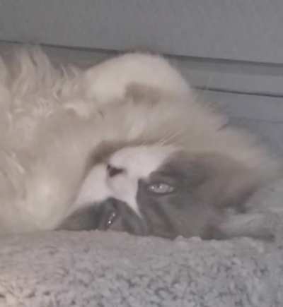 Filmed my cat during a REM sleep cycle with the flash turned on. I knew I had been caught when he gave me the "red eye".