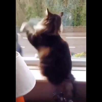 So cute and adorable cat, she is funny too ????‍⬛