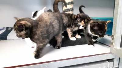 First time posting here. The one thing I learned about kittens in the shelter: if one starts screaming, the rest soon follows