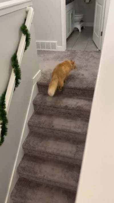 “MmmmrrrrrrOAWWWWwww” -Mango