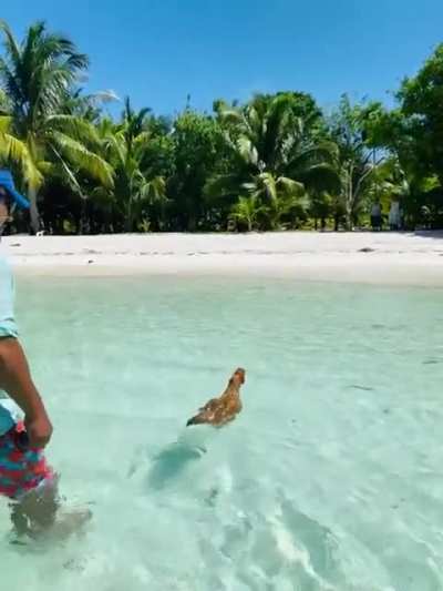 swimmingnugget