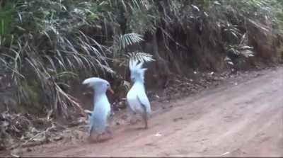 ?Kagu, the bird on the brink of extinction meets its own kind..