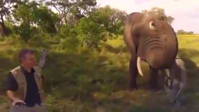 ? An elephant casually stealing and then returning a wildlife photographer’s hat ?