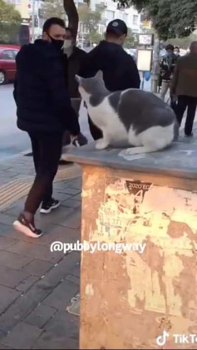 Boi