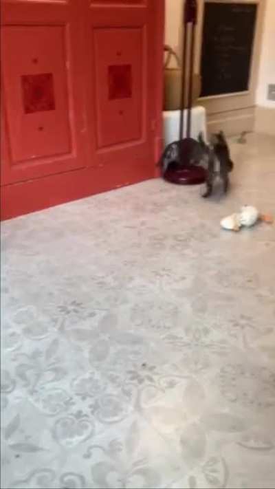 Jump jump pounce !