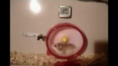 hamster mk4