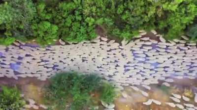 ?Aerial views of Sheep flocks?