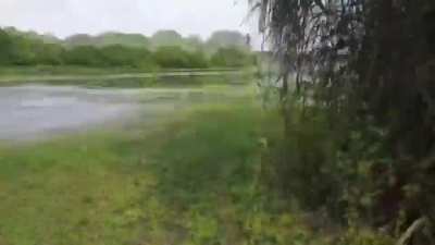 Australians catch huge fish but croc gets jealous.