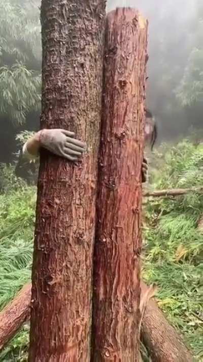 Carrying Balsa Logs
