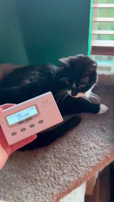 SPICY kitty sets off nuclear radioactivity detector.