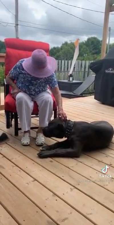 Wholesome grandma talks to dog