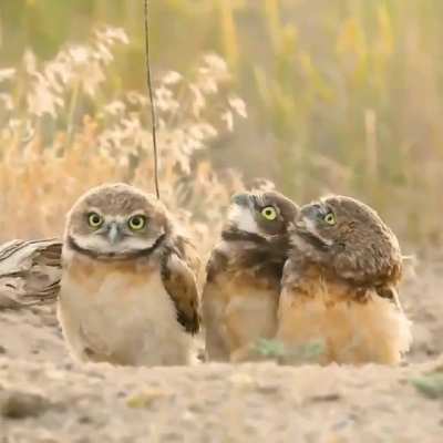 ? Owl shows of his stick