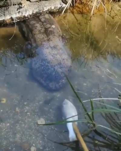 ? Giant salamander having a snack?
