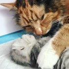 Momma calico cuddling her baby kitten ?