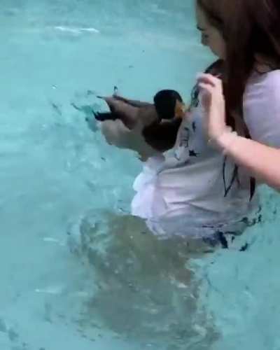 Abrupt duck assault