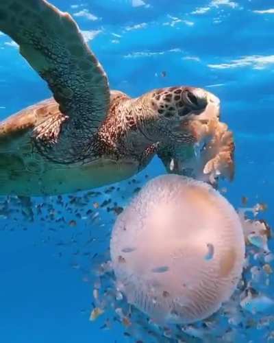 ? Sea turtle taking a chunk out of this huge jellyfish.