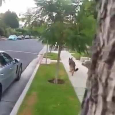 German Shepard realizes owner isn’t behind him anymore.