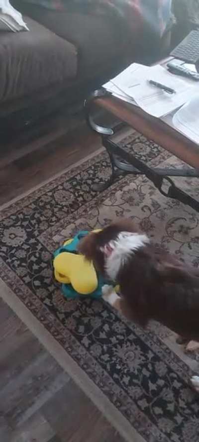 I guess it's ok to play with your food as long as you're a dog ??