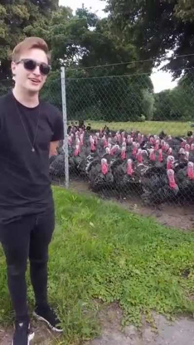Just Turkey things.