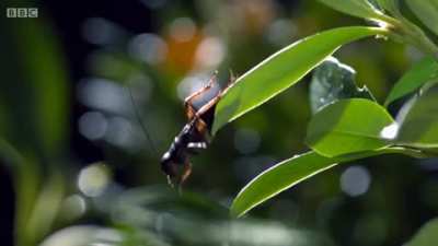 ? An Archer Fish can shoot an insect out of a tree with incredible accuracy.